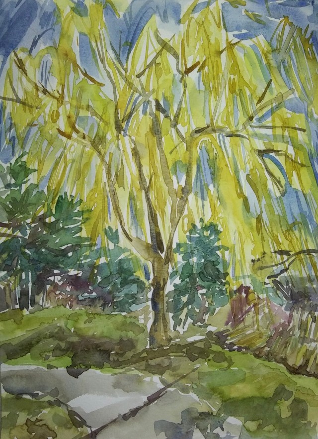 A watercolor painting of a willow tree in early spring, yellow fronds dangling from its branches